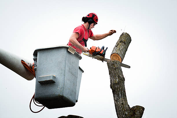 Best Root Management and Removal  in Newcastle, OK